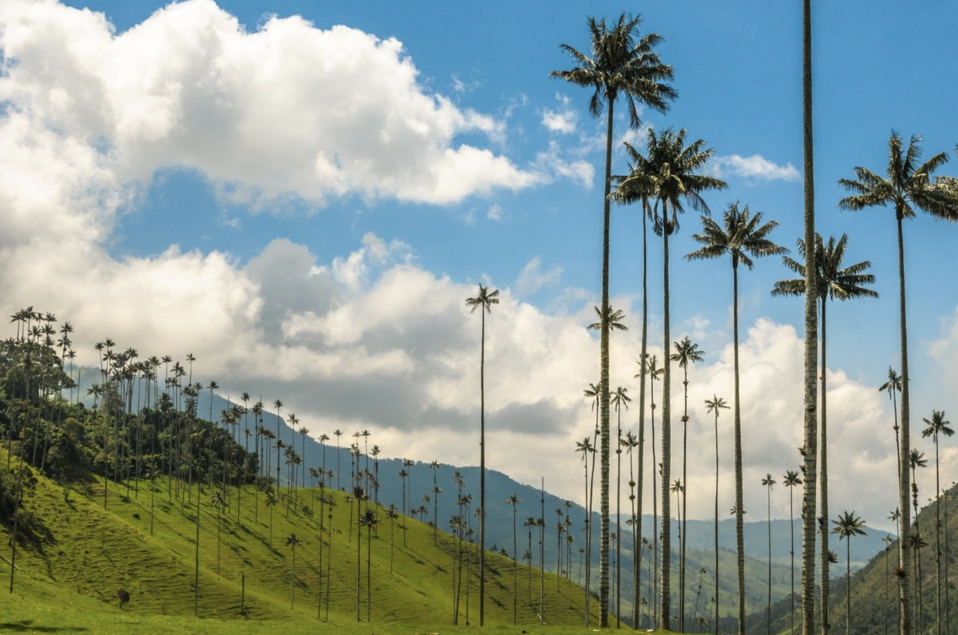 CALI Y PEREIRA FIESTAS PATRIAS